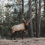 Elk hoof disease likely causes systemic changes according to WSU research
