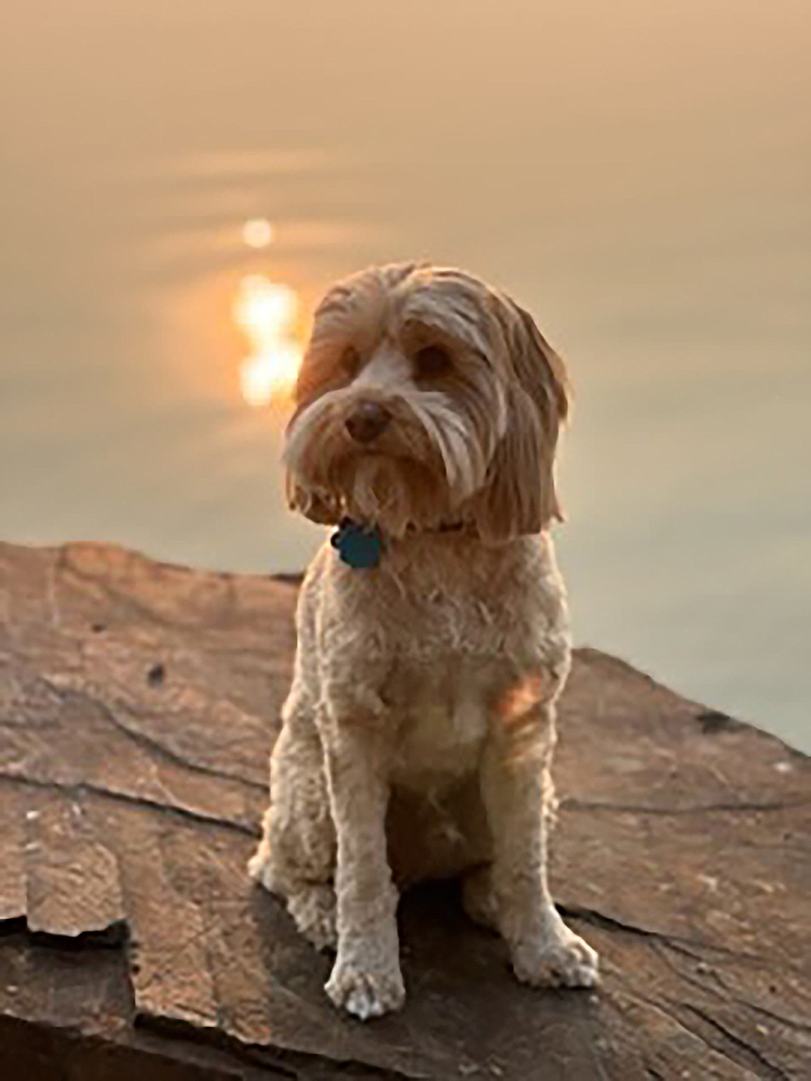 Charlie Schwering is pictured earlier this summer in this Best Shot shared by Barb Taylor. If you have a photo that you took that you would like to see run as a Best Shot or I Took The Bee send it to the Bonner County Daily Bee, P.O. Box 159, Sandpoint, Idaho, 83864; or drop them off at 310 Church St., Sandpoint. You may also email your pictures to the Bonner County Daily Bee along with your name, caption information, hometown, and phone number to news@bonnercountydailybee.com.