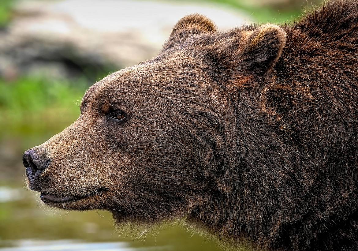 It's time for state control of grizzly bears