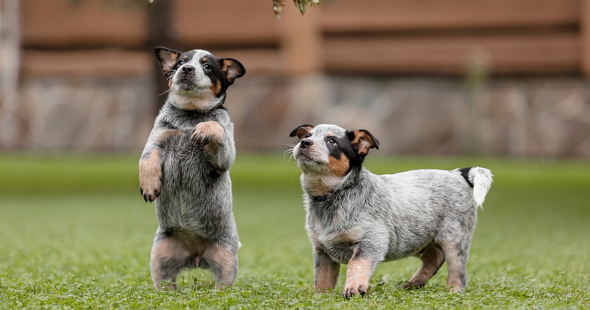 Understanding littermate syndrome in puppy pairs Coeur d'Alene Press