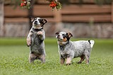 Understanding littermate syndrome in puppy pairs