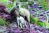 Study examines bighorn interactions, disease implications