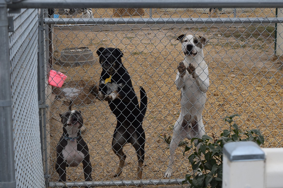 Dogs inside the fence compound in front of the Adams County Pet Rescue. ACPR Director Kyya Grant said the facility may have to close its doors if they don’t receive enough donations to cover its yearly expenses.