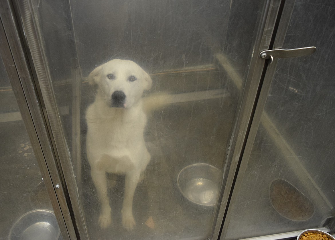 A dog sits inside the Adams County Pet Rescue facility, which is in danger of closing if it cannot cover its yearly operating expenses.