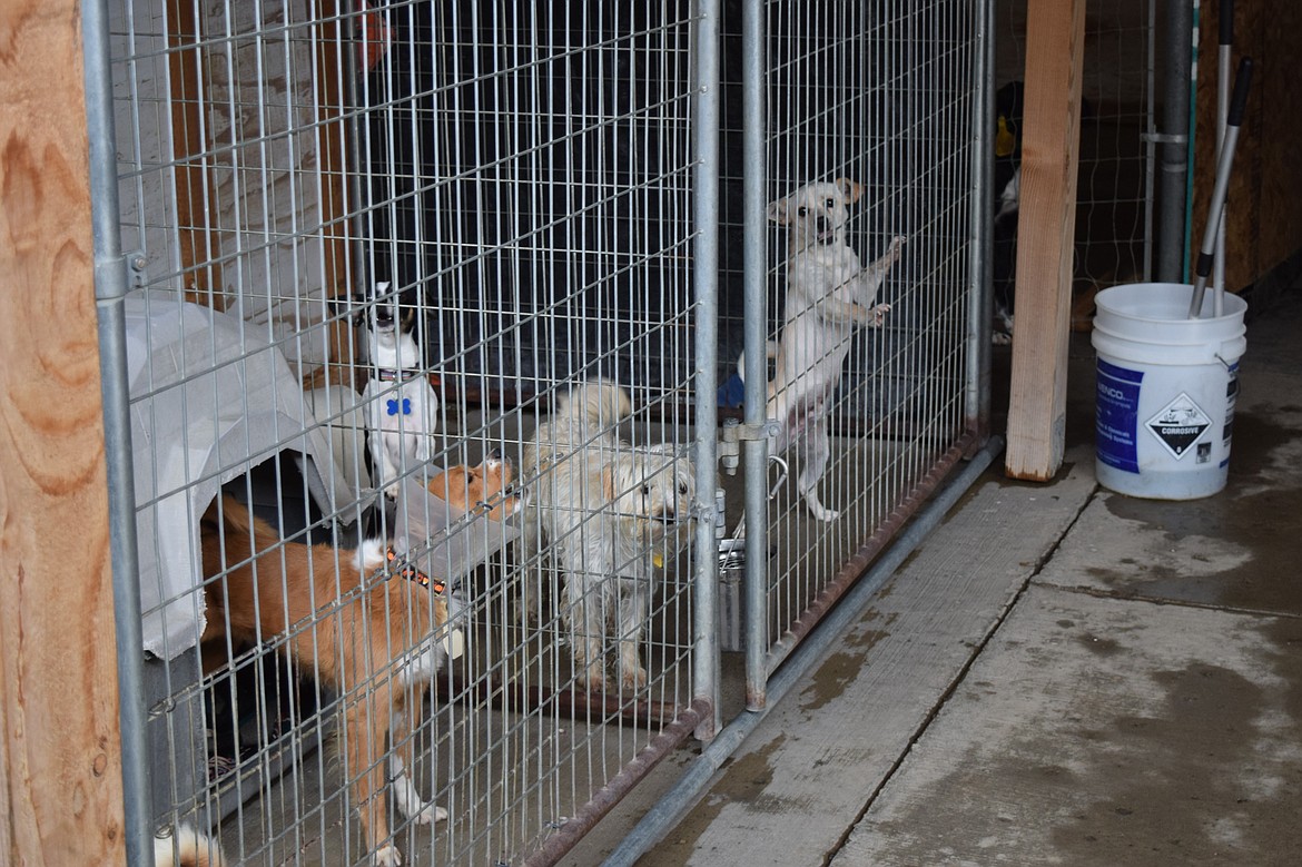 Dogs sheltered behind the Adams County Pet Rescue facility in Othello. The facility currently holds over 120 dogs, some of whom have been there since last fall.