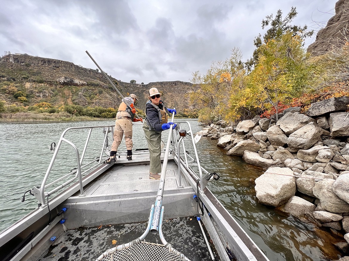 Fish and Game fisheries biologists electrofishing on Snake River where quagga mussels were detected.