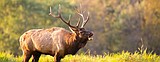 Careful, that may not be the trophy bull you think it is