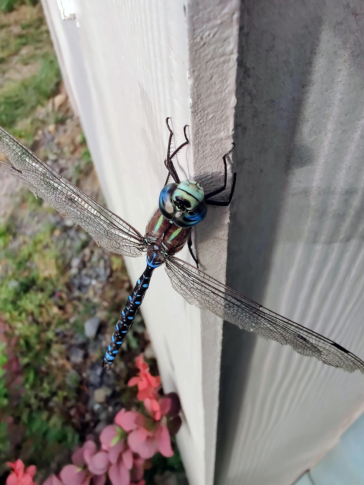 Heather McComus shared this Best Shot of a magnificent dragonfly. If you have a photo that you took that you would like to see run as a Best Shot or I Took The Bee send it to the Bonner County Daily Bee, P.O. Box 159, Sandpoint, Idaho, 83864; or drop them off at 310 Church St., Sandpoint. You may also email your pictures to the Bonner County Daily Bee along with your name, caption information, hometown, and phone number to news@bonnercountydailybee.com.