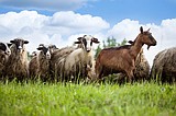 Managing parasite infections in small ruminants