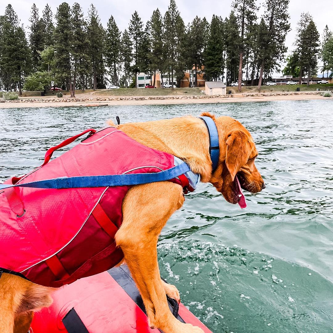 Tamarack undergoes training to detect humans under water.