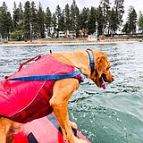 Cd'A disaster dogs learn water detection