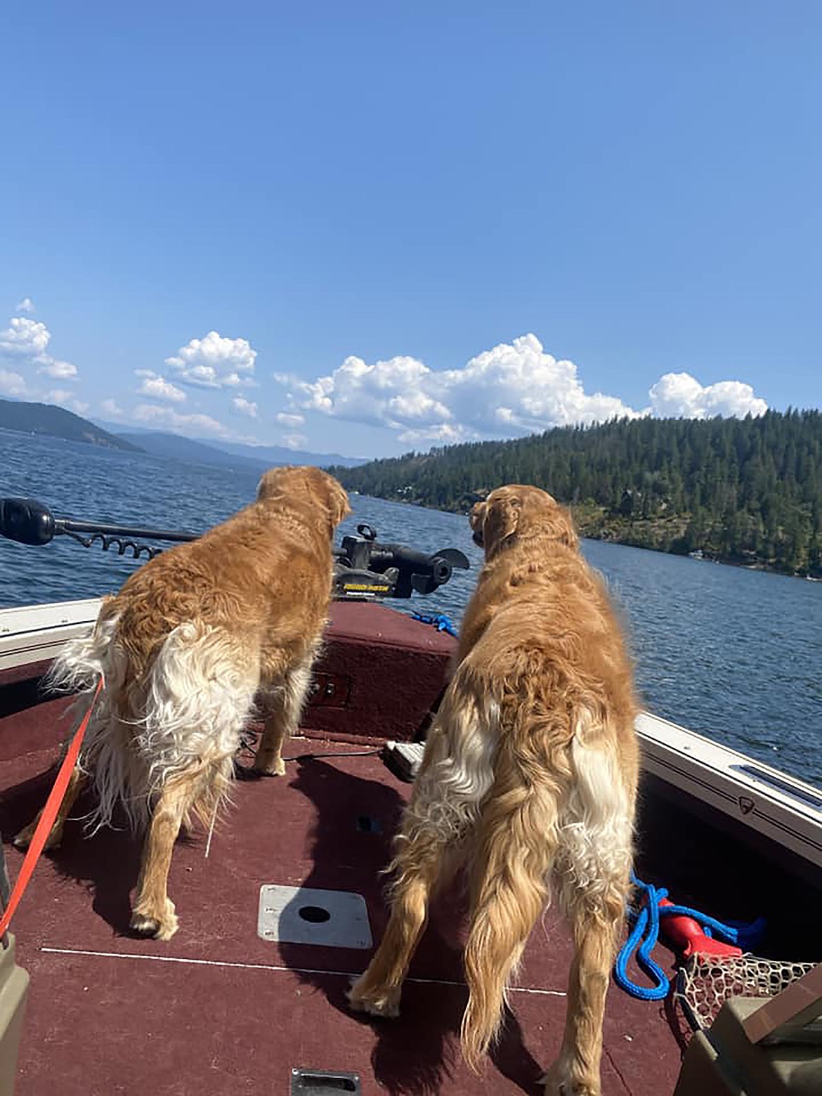 Trina Kennedy shared this Best Shot taken this summer of two of the family's four-legged members enjoying an outing on Lake Pend Oreille. If you have a photo that you took that you would like to see run as a Best Shot or I Took The Bee send it to the Bonner County Daily Bee, P.O. Box 159, Sandpoint, Idaho, 83864; or drop them off at 310 Church St., Sandpoint. You may also email your pictures to the Bonner County Daily Bee along with your name, caption information, hometown, and phone number to news@bonnercountydailybee.com.