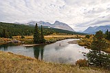 Glacier Park researcher suggests bison could help native grasslands