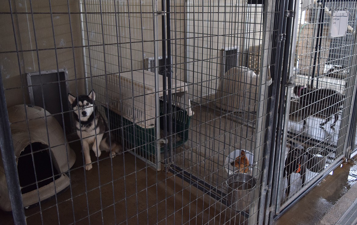 Dogs sheltered behind the Adams County Pet Rescue facility on West Bench Road in Othello. ACPR board member said that the shelter takes in 300 dogs a year from the city of Othello. Large dogs such as this one are often those that stay the longest at area shelters.