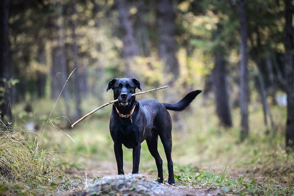 Moose holds a stick as he goes for a walk with Roberta Schuppel on Monday, Oct. 9. (Casey Kreider/Daily Inter Lake)