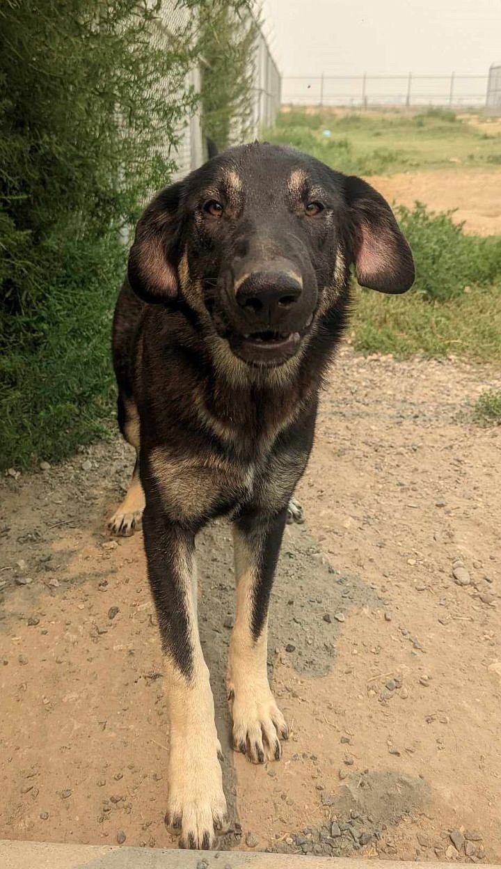 What’s up, folks? I’m Anvers and frankly, I just want to come be a great Shepherd mix part of your life. I love being outside with my human friends and I enjoy the company of other dogs once I get to know them. Let’s see if I can teach you how to play catch. I may also have a thing for doggy biscuits, but you’ll have to come visit me to find out.