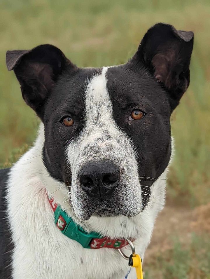 Hello, friends. I’m Artejio and I’m a bit of this and a bit of that, but the folks looking out for me at Adams County Pet Rescue say I’m an Australian Cattle Dog, Blue Heeler and Border Collie mix. I don’t rightly care about all that. I just want to hang out with you and have fun. I am more than willing to let you feed me tasty biscuits and we’ll negotiate tummy rub privileges. All of my vaccinations are up to date; I’ve got a microchip, and I’m ready to come home with you.