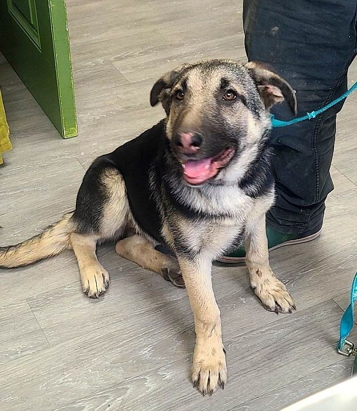 A cute sniffer is the Bedrock of a good pupper, or so I’ve heard, and that’s how I got my name. I’m a German Shepherd mix – mixed with awesome and love, that is – and I’m ready to come home with you. I love hanging out with other dogs and I’m a girl with class. Come say hi at the shelter and let’s see if we make a good fit. I’m young, so I’ll be by your side for years to come if we’re a proper match. Looking forward to sniffing you – politely of course.