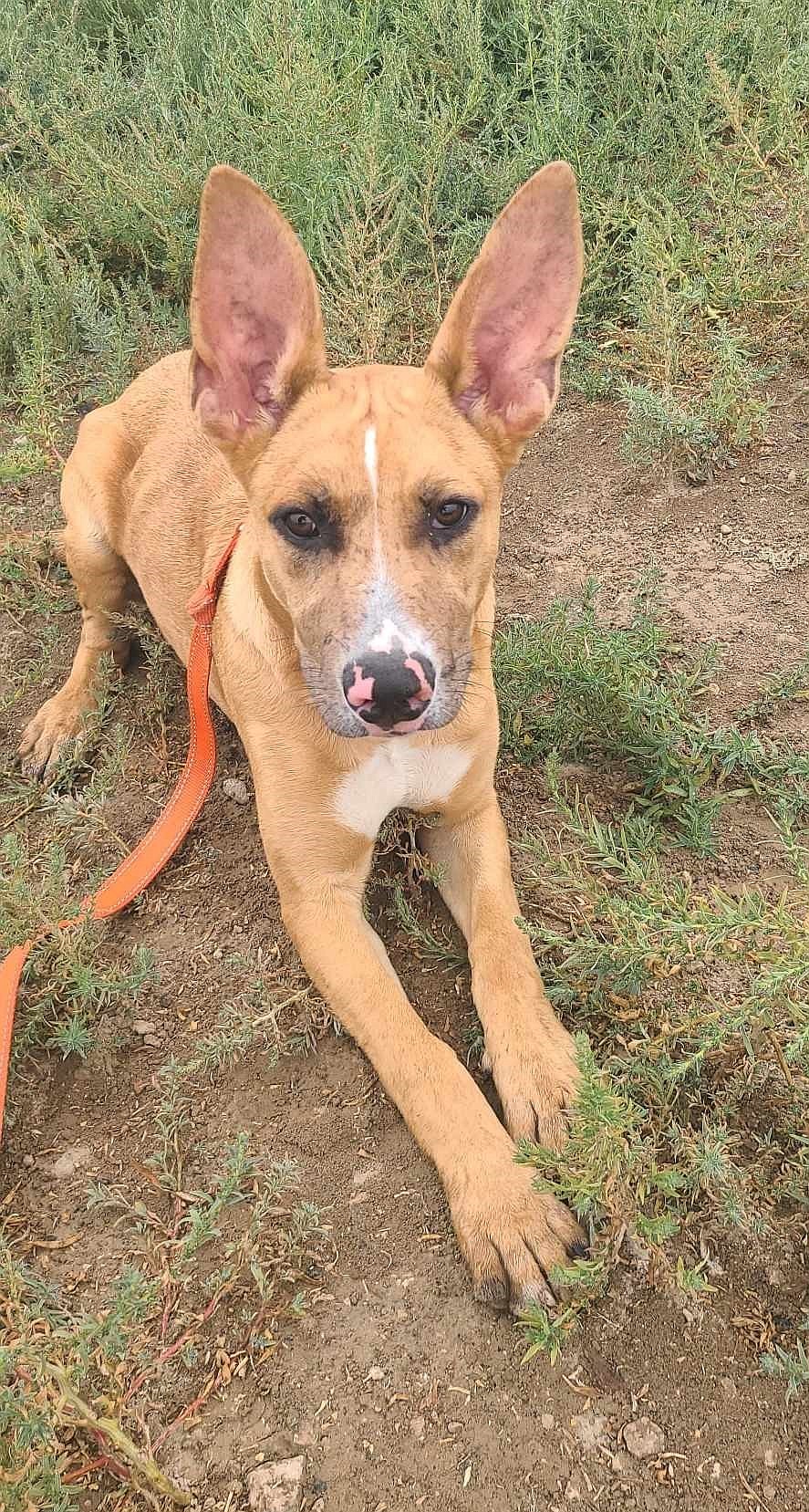 I’m Blaze Foley and I am a graduate of the Ridge Dog Training Program at the Coyote Ridge Correctional Center over in Connell. That means I’m a good boy, and good at lots of stuff, like sitting, staying, lying down, walking on a loose leash and more! I’m a younger mixed-breed dog, and I would love to come home with you if you have other dogs I can play with. With these ears, I’ll hear them coming a mile away!