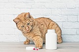 Preventing pet intoxication