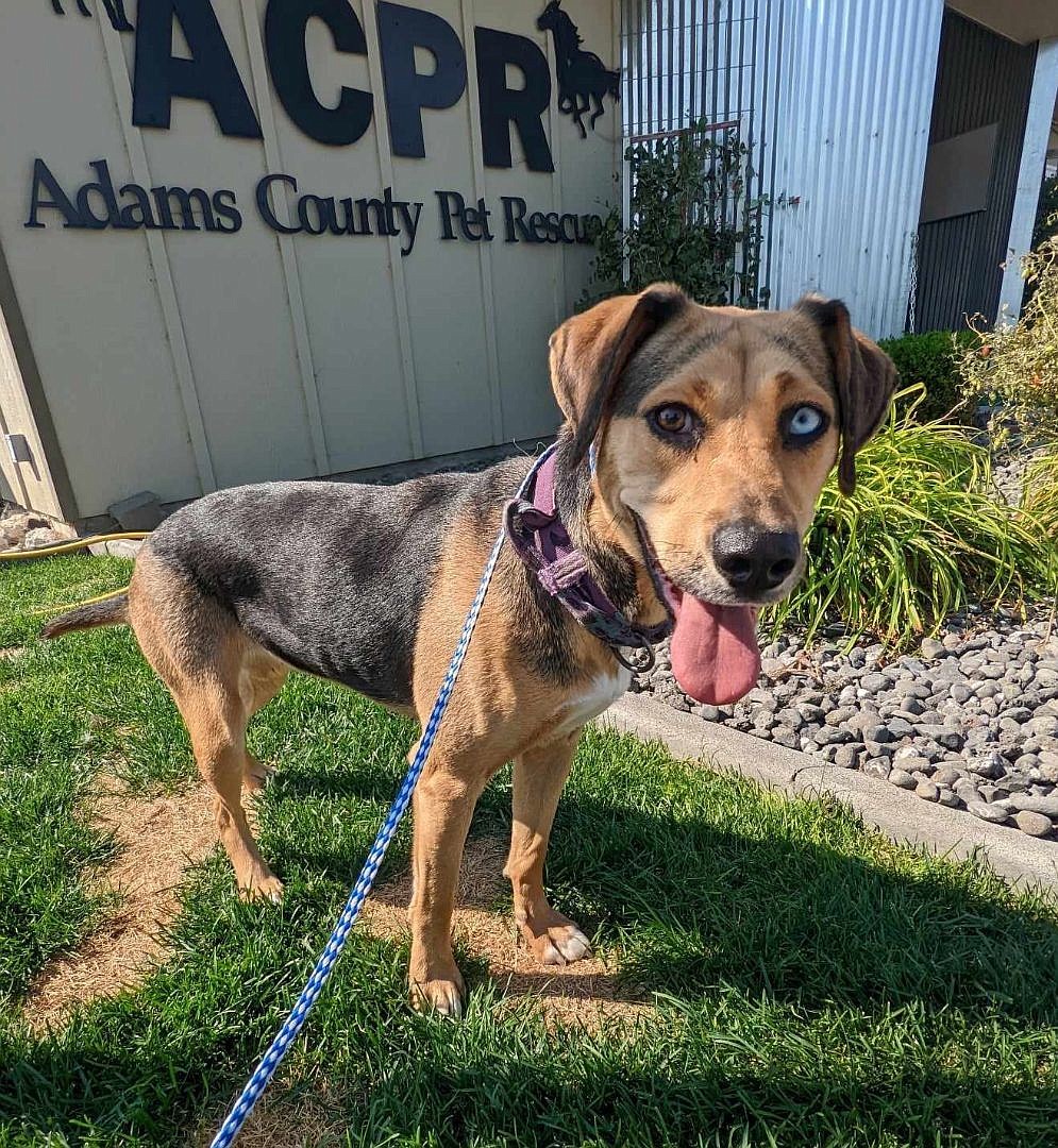 I’m Chessa, and I’m a super smart girl. I’m being trained to sit, stay, lie down, come when called, walk on a loose leash and even heel! I’m a hound mix and I like to chew on toys and rawhides, and sometimes dig a little. And I can climb a fence! But don’t leave me alone – I don’t like it – and I definitely don’t like loud noises. I’m one and a half years old and I’m not too big and not too small. I’m quite curious of other dogs, but I leave cats alone mostly. I’m good with strangers and children.