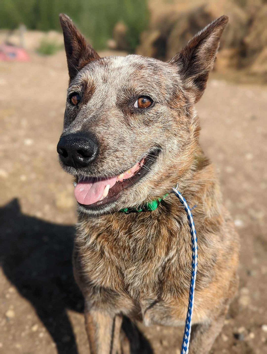 My name is Cinnabar, and I’m glad I’m an Australian Cattle Dog/Blue Heeler and not a cat. I’m an adult male and I’m about medium-sized, and I have pretty eyes and big, pointy ears, or at least that’s what they tell me. I don’t really want to live with a cat, but I'll take good care of my humans.