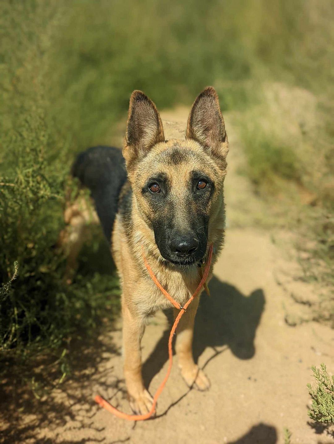 Hello everyone, my name is Forest Clover. I’m a German Shepard mix, but I’m not sure what I’m mixed with exactly. I’m a large adult male, but that doesn’t mean I don’t like to play. You should come visit me sometime at Adams County Pet Rescue! I’d love to meet you.