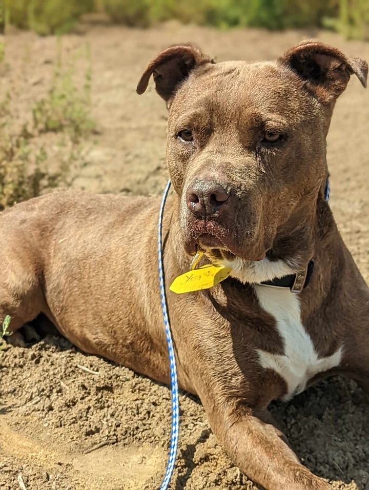 Hey there. I’m Gibbs and I may be the most handsome good boy at ACPR. My bud, Rubble, seems to think that’s a bit vein, but I hear he uses whisker wax, so… Yeah. Anyhow, I’m a house-trained adult male Pit Bull Terrier and I’d love to come hang out with you in your house and just have a good time. Let’s hang out and be ridiculously good looking together.