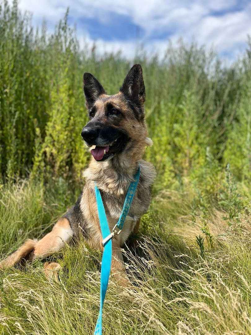 My name is Greenie, and I don’t really know how old I am, because I was a stray when I came to Adams County Pet Rescue, but the humans tell me I’m a German Shepard somewhere between four and seven years old. They keep saying I’m a wonderful girl, probably because I’m house-trained. I’m good with all the other dogs I’ve been paired with, and cats too.