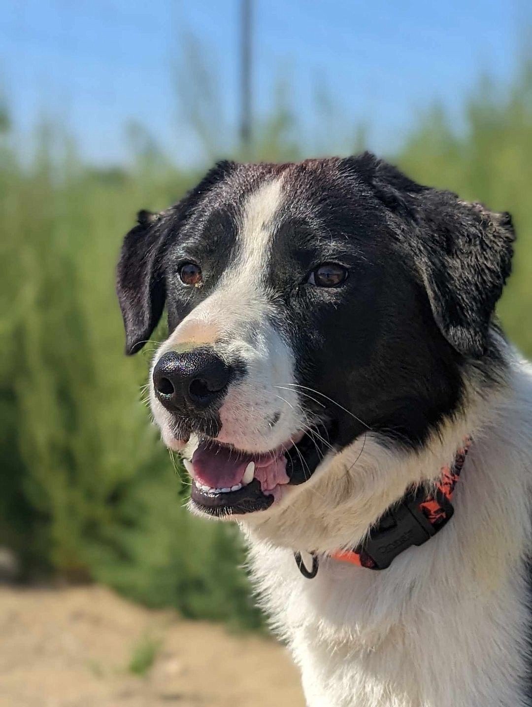 I have an awesome name. I wanted something super cool, so they named me Grizzlynite. I’m an adult border collie, so I don’t look a lot like a grizzly bear. In fact, a bear would probably be pretty intimidated by how handsome I am. If you want a good boy, I’m right here waiting.