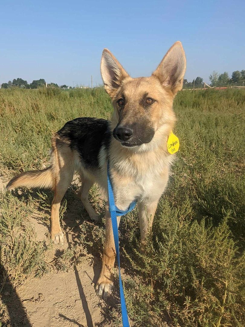 I was born to run around. I’m Laminate, and I am a Shephard. I’m a large dog. I’m the guy you call when you need something herded. I’m up to date on all my vaccinations and I’ve been neutered and microchipped, just like all my friends here at the Adams County Pet Rescue.