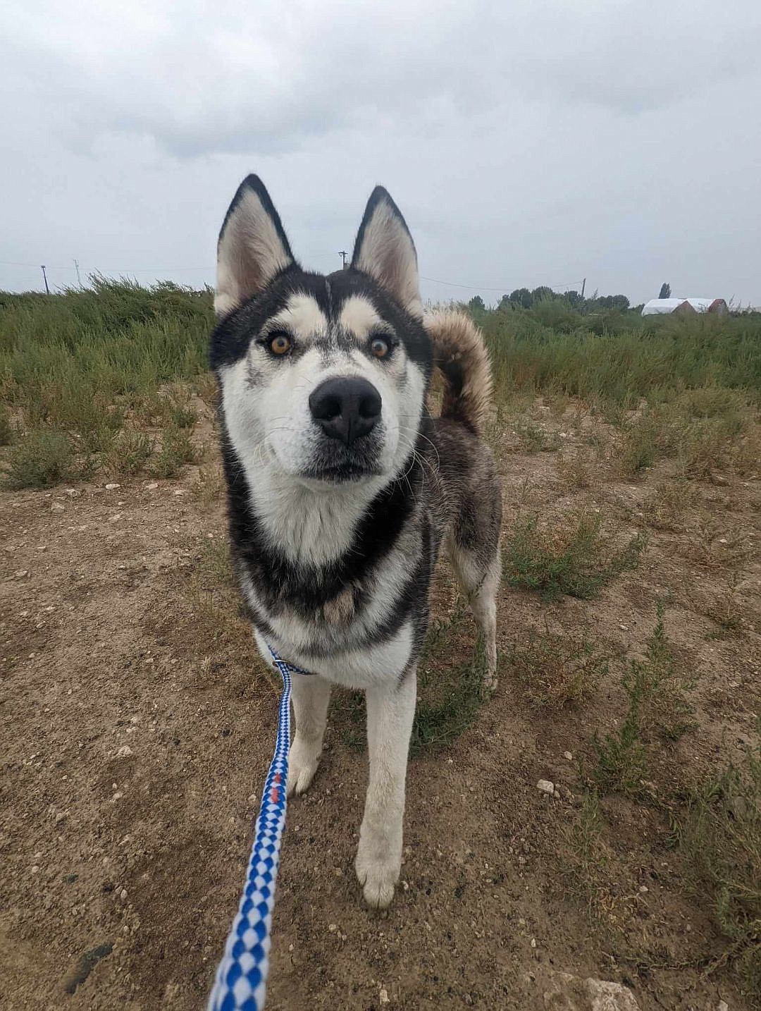 I’m a Husky here in Othello at the Adams County Pet Rescue, and my name is Lucky. Take that as a sign of how lucky you would be to adopt me. I’m a larger male dog, but don’t be too intimidated. Like most dogs, I would love you unconditionally! If you want to meet me, come on over to the ACPR on Bench Road.