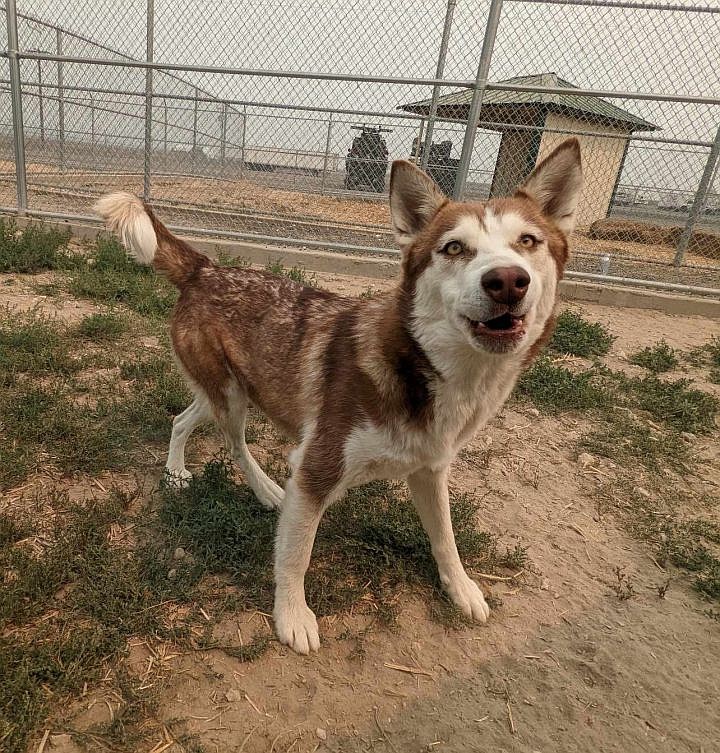 Hey y’all. I’m Luna Merriwood - you can call me Luna - and I’m a Husky with lots of energy, a gorgeous coat and eyes to stop anyone in their tracks with awe. I’m a grown up lady and I like other dogs and having fun. I’d love to go explore the world with you and snuggle up when we get back from our adventures. Come see me at the shelter and let’s start building years of fun together.