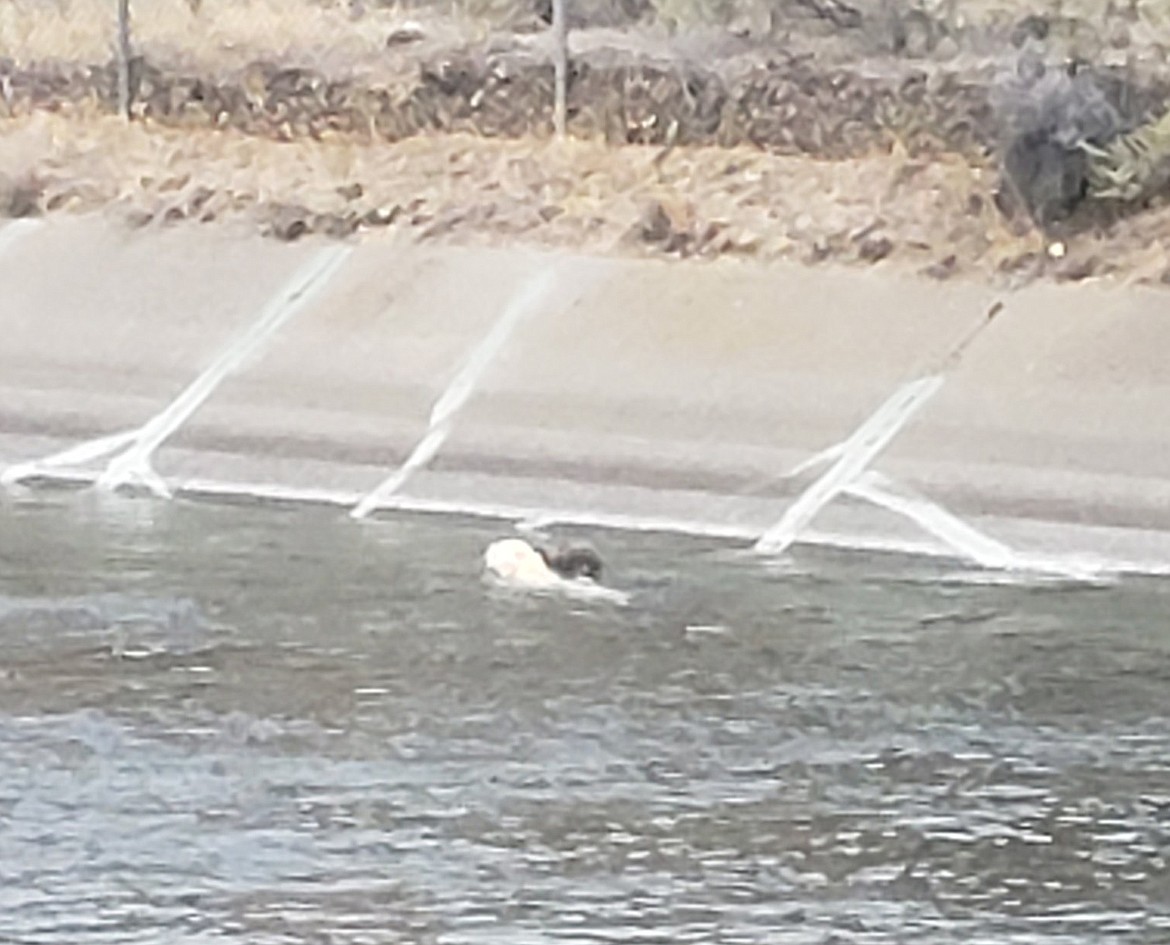 Ephrata Police responded to a report of dogs trapped in the canal Monday, according to an EPD statement. With a little coaxing, officers were able to bring the soggy doggies out safe and sound.