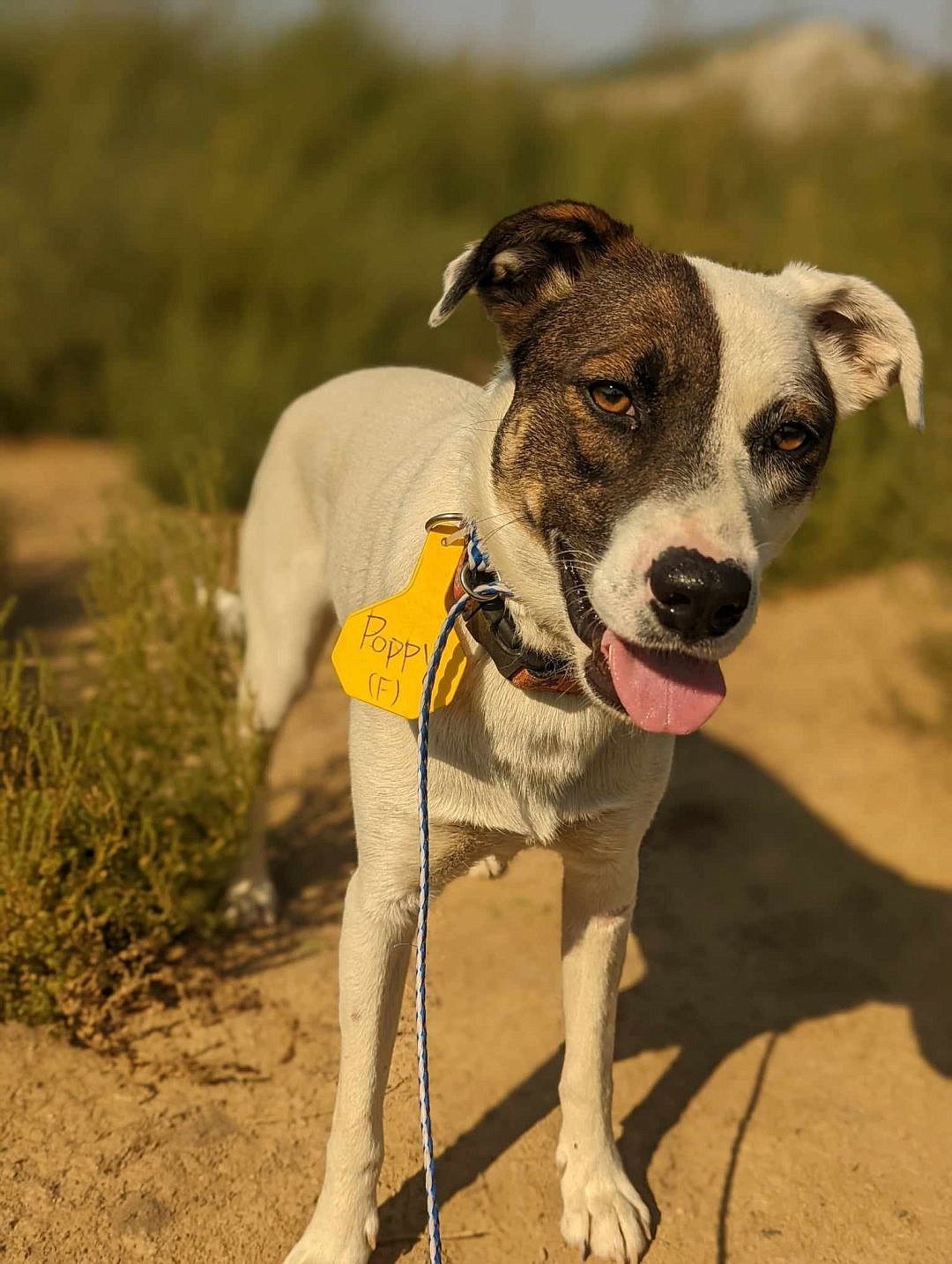 Hi, I’m Poppy. As you can see, I’m not as big of a dog as some others, but at least I’m not one of those tiny dogs. I am currently in training at the Ridge Dog Training program, and they’re teaching me a lot of stuff over there. I am house-trained as well! I’m not really sure what kind of dog I am, I just know it's some kind of mix. I’m an adult female, and I don’t mind having other dogs around.