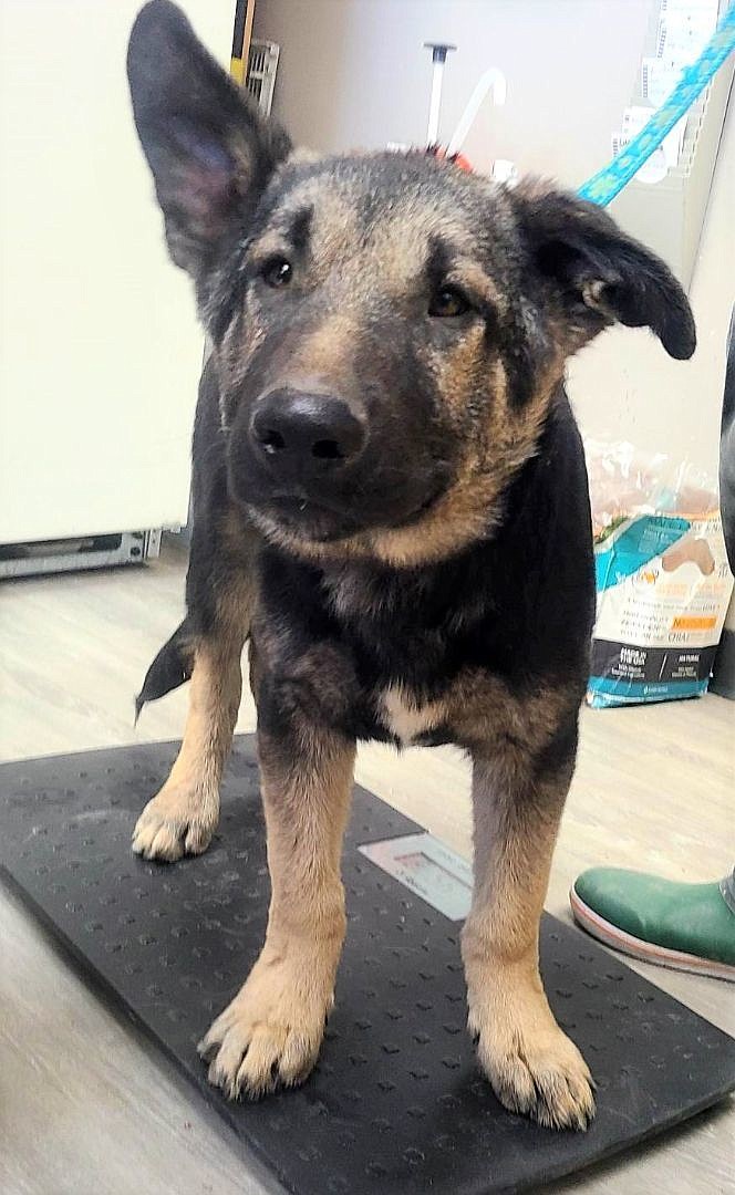 I’m Rubble and I’m a bit a cutie in front of the camera from the looks of things, but I’m a young fella who likes to be on the move and would like to play with you and your family. I like other puppers because we all know doggos are the best friends a person can get. Come hang out with me in the play yard at the shelter for a few minutes and we’ll see if we’re a good pairing. Can’t wait to see you at ACPR.