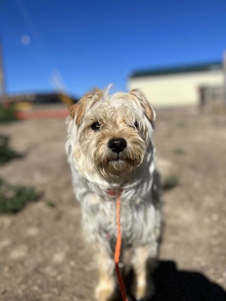 Hey folks, I’m Sanyu and I’m an official Ridge Dog program graduate. Call the shelter for more info on what that means, but the main thing is that I’m as adorable a dog as you’ll ever see. I tend to adopt wonderful people and things, then I love them and squeeze them and call them George in the most abominable way. (I may also know a writer that likes Bugs Bunny way too much.) Stop by to see my friends and I at ACPR and we’ll have a bit of fun together and see if we work well together. Bye, George.