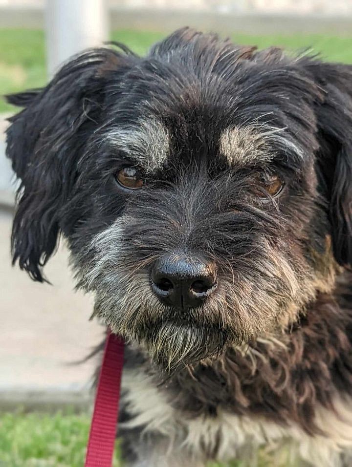 Hey there, my name is Tanwen and I’m a Terrier of sorts who may also be a wizard, if the rumors are true. You’ll have to stop by the shelter and see if we can make a magical connection and have some fun times. I’m full grown. I like other dogs, and I’m betting we’ll get along just fine, especially if you’re as much a fan of bacon as I am.