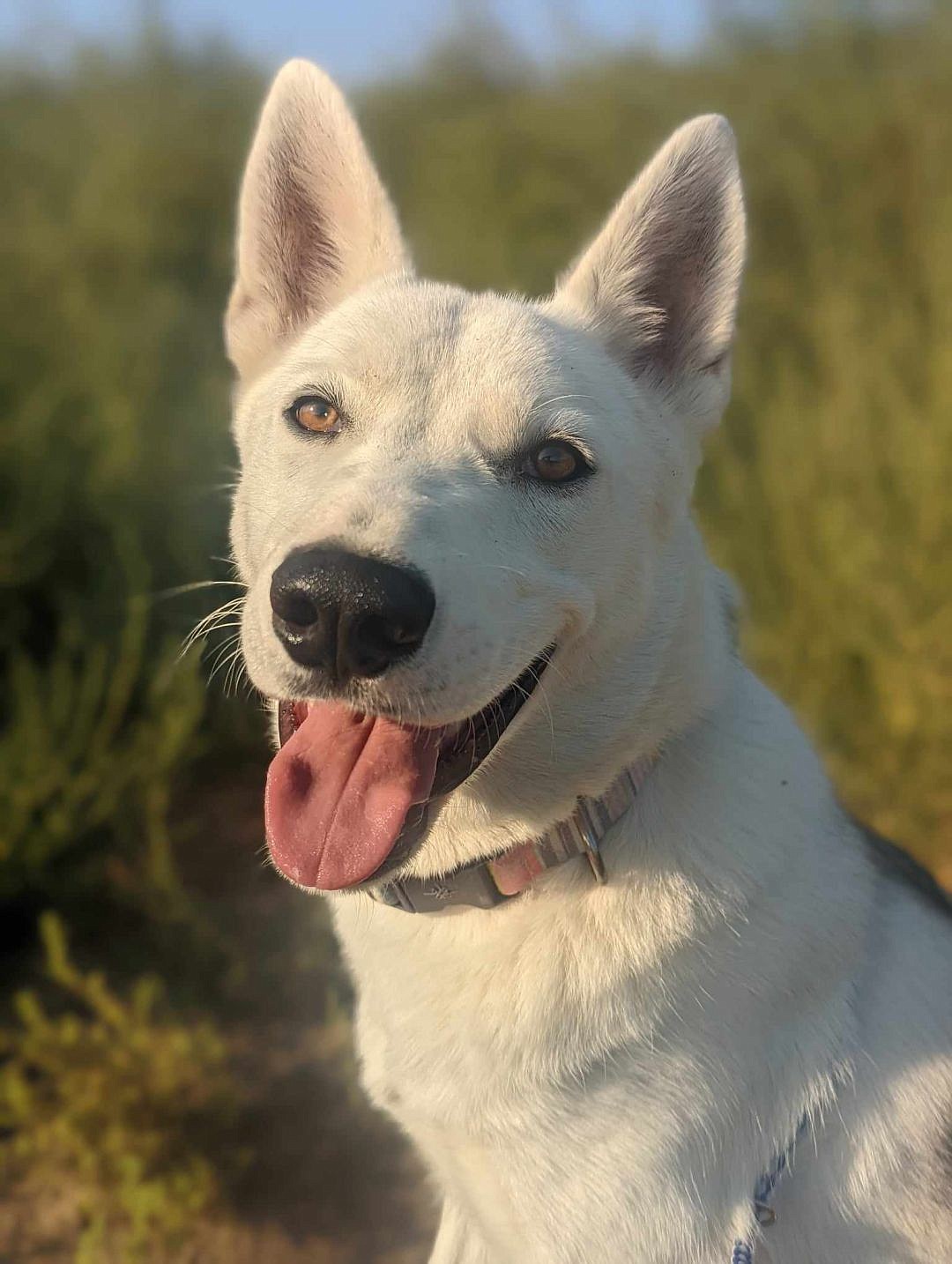 If you want to see an adorable mix of dog breeds, look no further than me, Value. I guess they “value,” helping me out here at Adams County Pet Rescue. I am a large male Shepherd and Husky mix and I am ready to come home to a family. Trust me, I’m an adult. I know what I want.