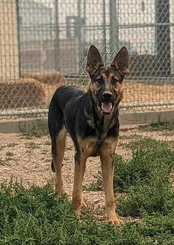 Hello there. I’m a Shepherd mix named Yates and I’m a young, healthy, tall drink of water that just wants to come be your best friend. I like other dogs and scratches behind the ear – but really, who doesn’t? Please stop by and let’s find out if we’re a good fit to spend a lot of fun times together.