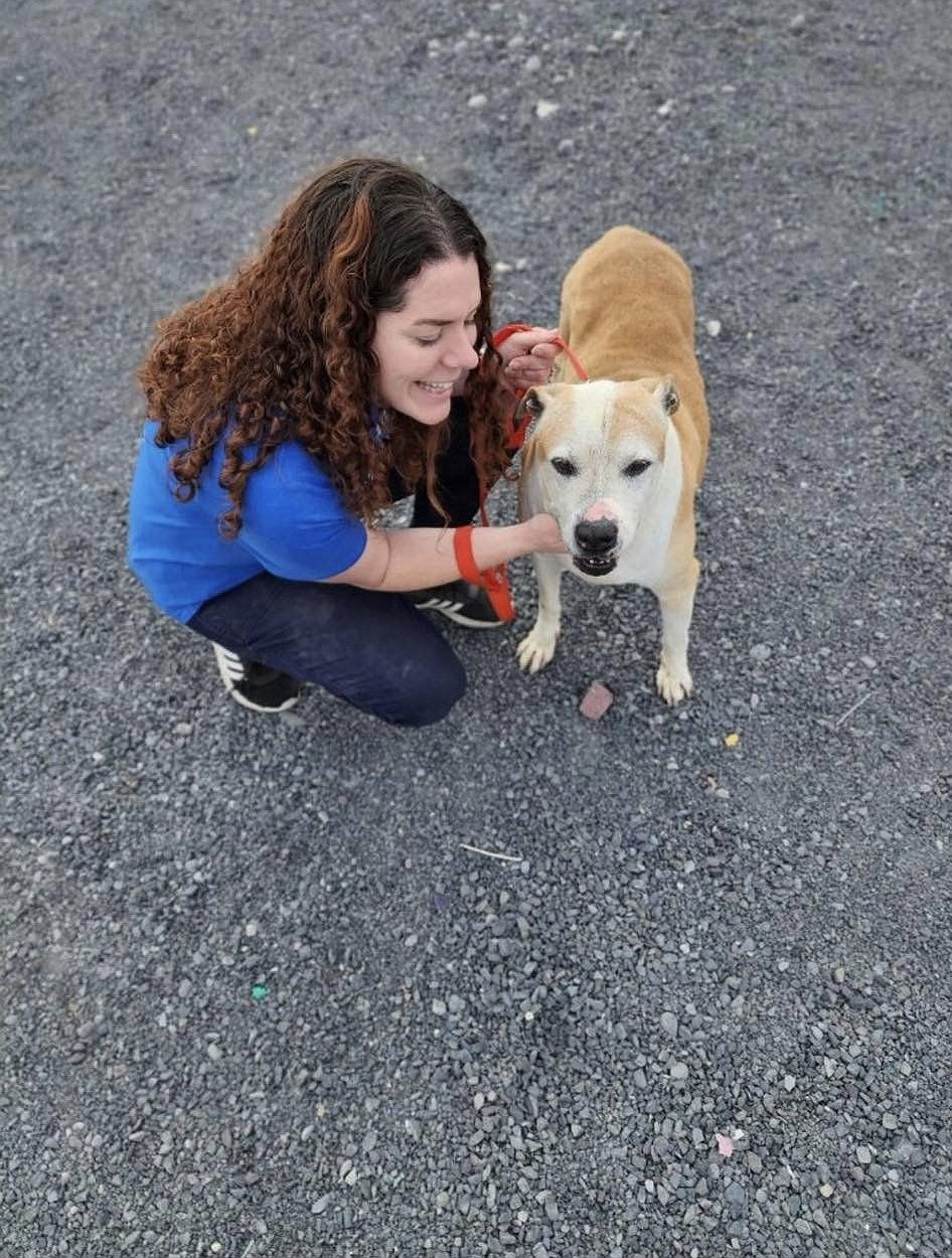 Shelter life often sees pets spending time in kennels, so they appreciate a bit of a snuggle and human interaction when volunteers can stop by to walk them.