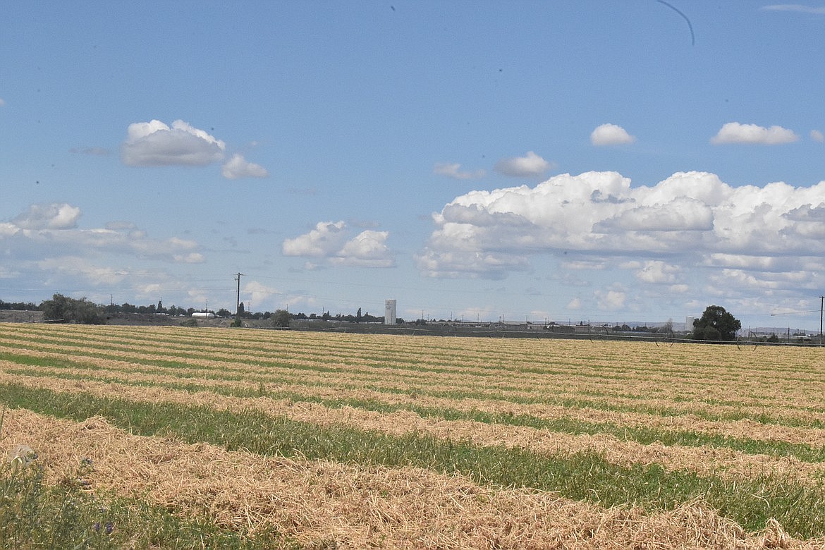 Non-alfalfa hay production is expected to hit about 825,000 tons, a drop of 8% from last year, according to the USDA. Yield is expected to be about 2.5 tons per acre, down by 0.6 tons from last year.