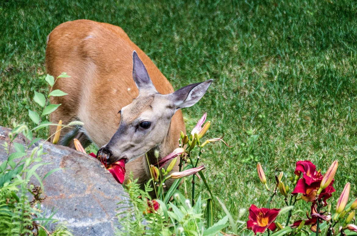 A deer eats a plant in a garden. However, gardeners can take heart — there are some plants which aren't always favored by the lovely "moochers."