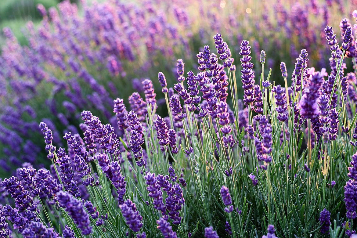 Lavender is among the plants that can help deter deer from your garden.