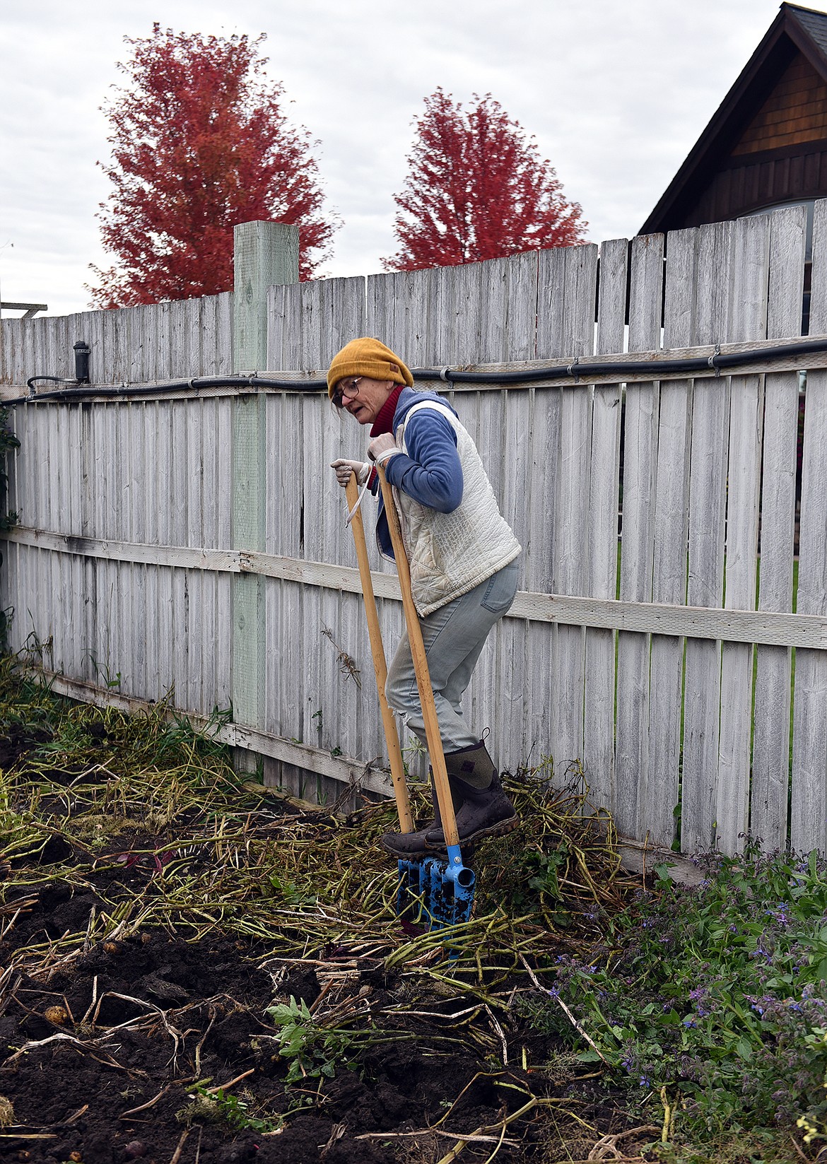 Lions Club member Robin Kelson uses a broadfork to harvest potatoes last week. (Julie Engler/Whitefish Pilot)