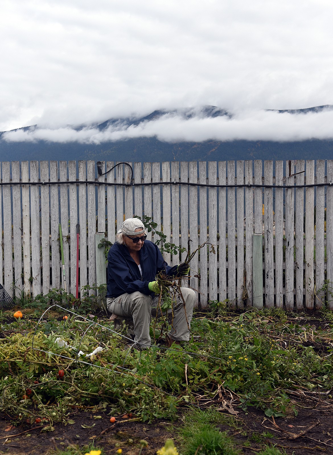 Lions Club gardener Kathy Cozad pulls potatoes while Columbia Mountain watches through the clouds. (Julie Engler/Whitefish Pilot)