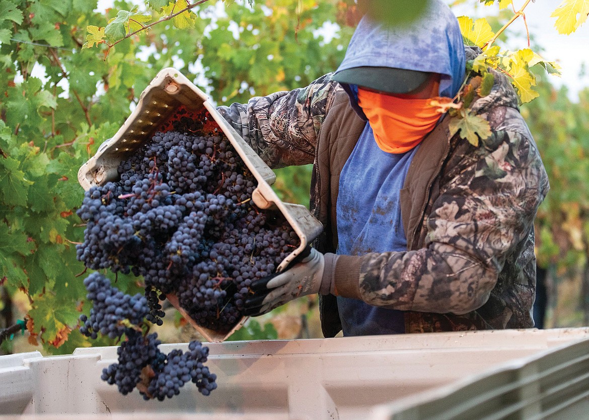 A worker pours Cabernet Franc grapes into a bin at Gård Vintners’ Solaksen Vineyard.