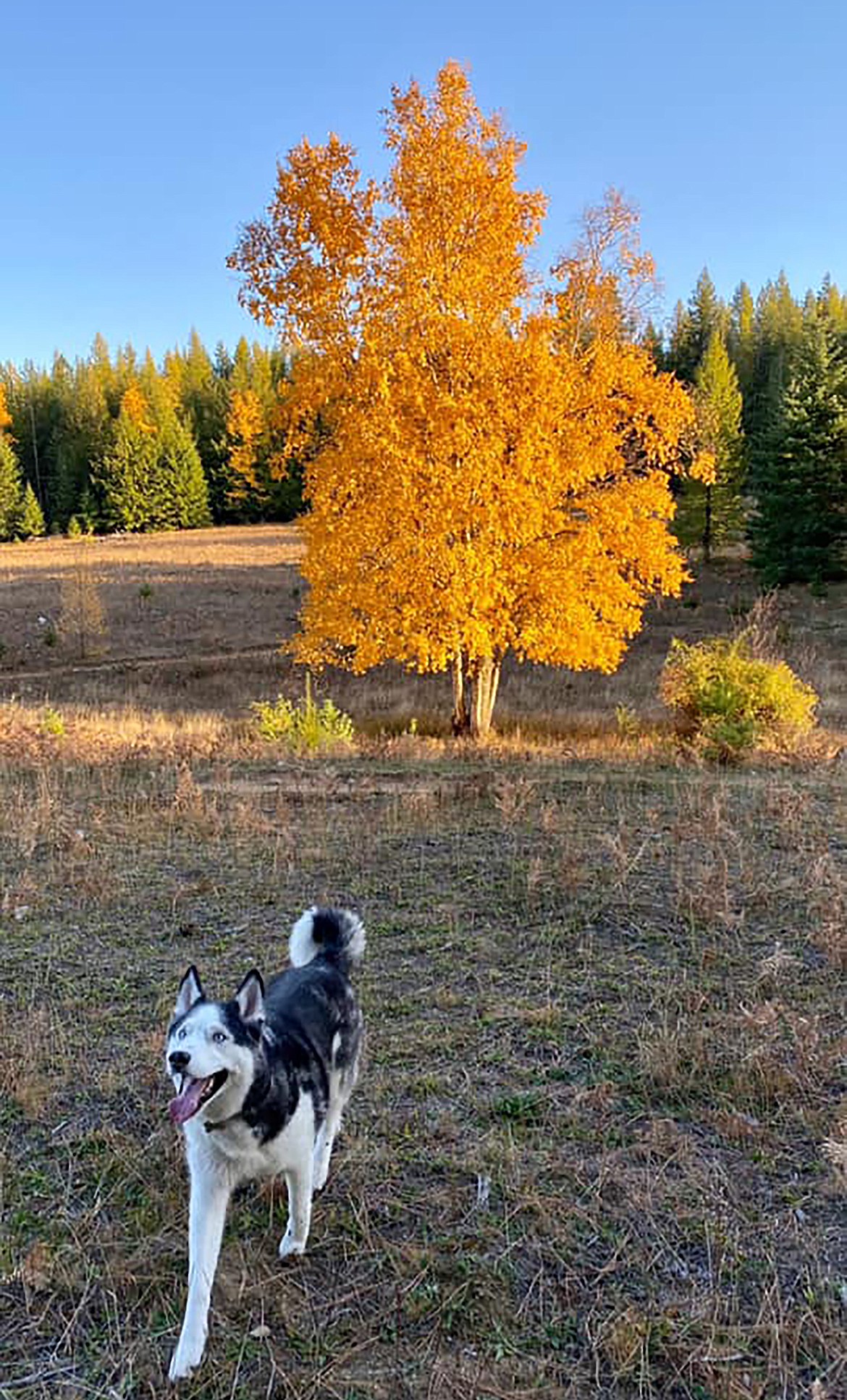 Ashley Wolf shared this Best Shot of a four-legged family member enjoying a brisk fall day. If you have a photo that you took that you would like to see run as a Best Shot or I Took The Bee send it to the Bonner County Daily Bee, P.O. Box 159, Sandpoint, Idaho, 83864; or drop them off at 310 Church St., Sandpoint. You may also email your pictures to the Bonner County Daily Bee along with your name, caption information, hometown, and phone number to news@bonnercountydailybee.com.