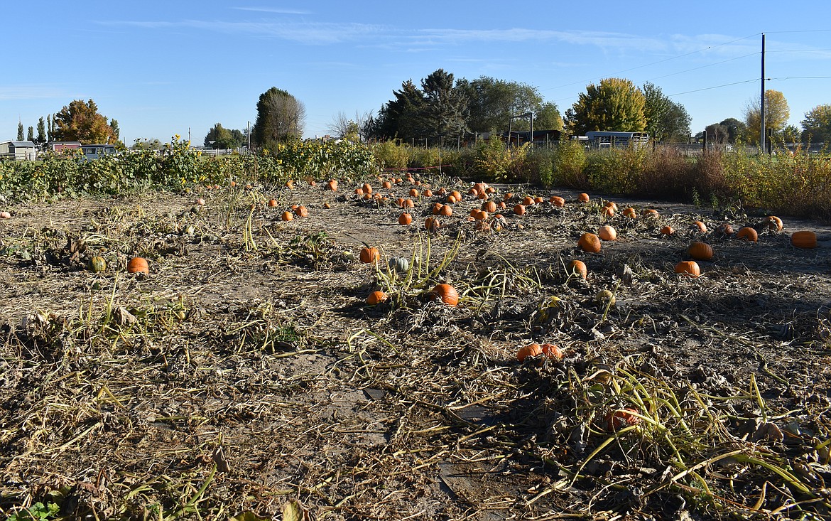 The pumpkin patch at Rue & Sage in Moses Lake is a little barer than it was when it opened at the beginning of October, but there are sill plenty of pumpkins available in time for Halloween.