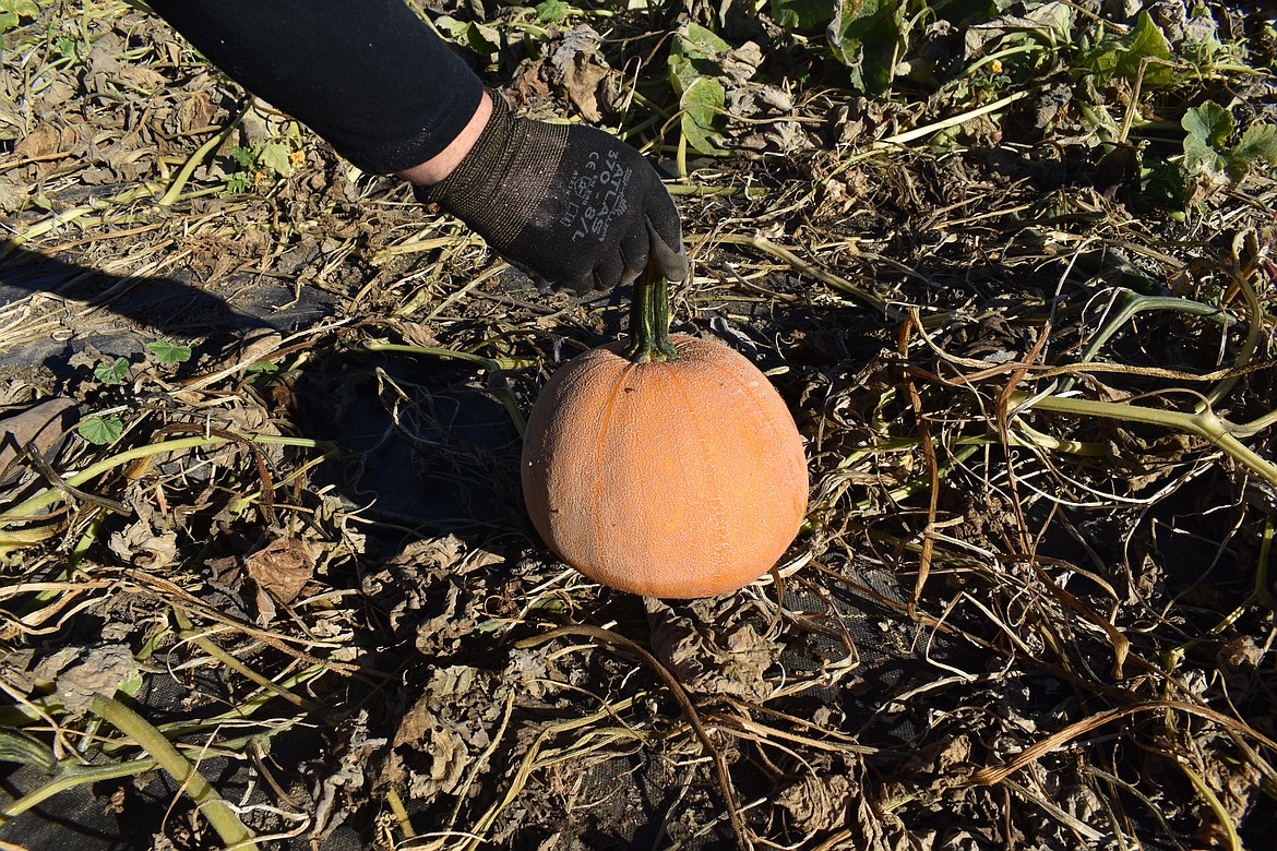 This winter luxury pumpkin makes even better pumpkin pie than the more common jack-o’-lantern variety, Barry Sterner said.